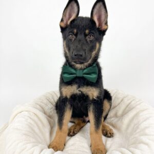 German Shepherd Dog puppy