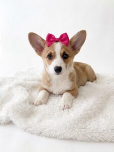 Pembroke Welsh Corgi puppy