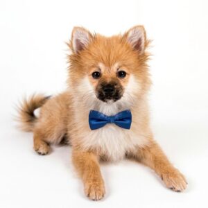 Pomeranian puppy