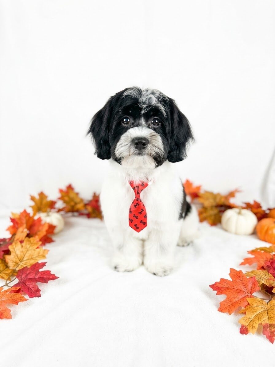ShihPoo in Crown Point, IN
