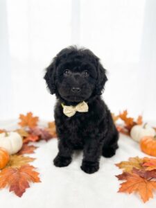 Havapoo puppy