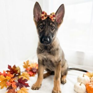 Sable German Shepherd puppy named Sienna sitting on white blanket with autumn bow and small pumpkins in studio 80-125