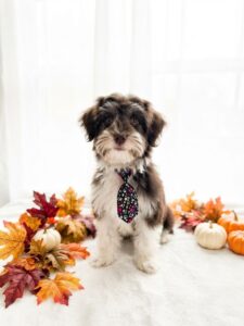 Happiness Is Pets Miniature Schnauzer puppy available