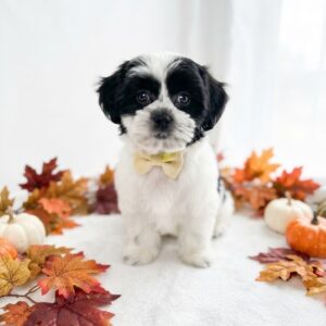Female black and white Teddy Bear puppy with a yellow bow tie sitting among autumn leaves and small pumpkins for sale