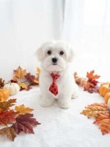 Happiness Is Pets Maltipoo puppy available