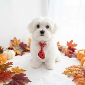 White Maltipoo puppy Bram wearing a red paw-print tie amid autumn leaves and mini pumpkins, available at Happiness Is Pets