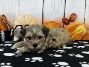 Teddy Bear puppy