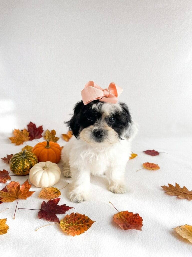ShihPoo