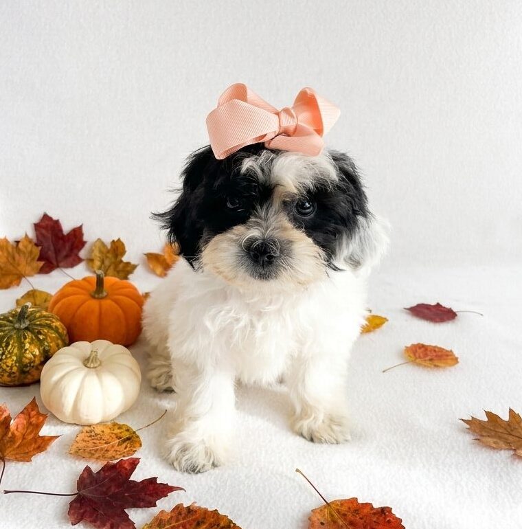 ShihPoo in Anderson, IN