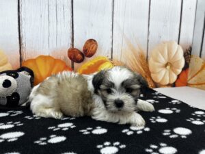 Teddy Bear puppy