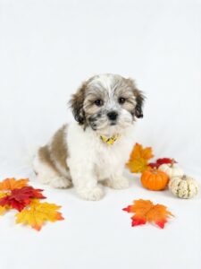 Happiness Is Pets Teddy Bear puppy available