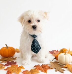 Happiness Is Pets Maltese puppy available