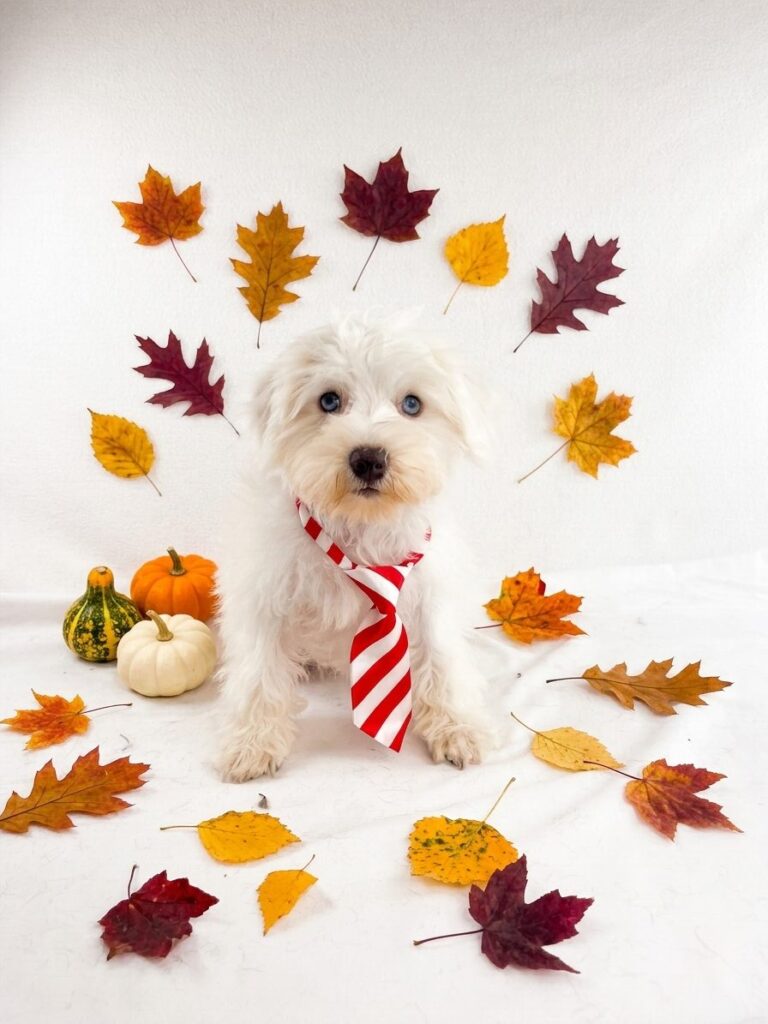 Miniature Schnauzer