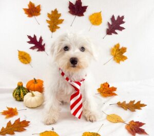 Miniature Schnauzer puppy
