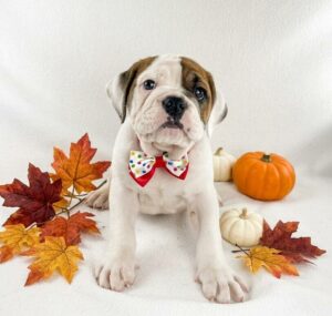 Happiness Is Pets Victorian Bulldog puppy available