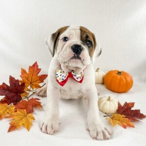 Pineapple the Victorian Bulldog puppy in a polka dot bow tie surrounded by autumn leaves and small pumpkins