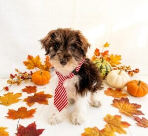 Miniature Schnauzer puppy