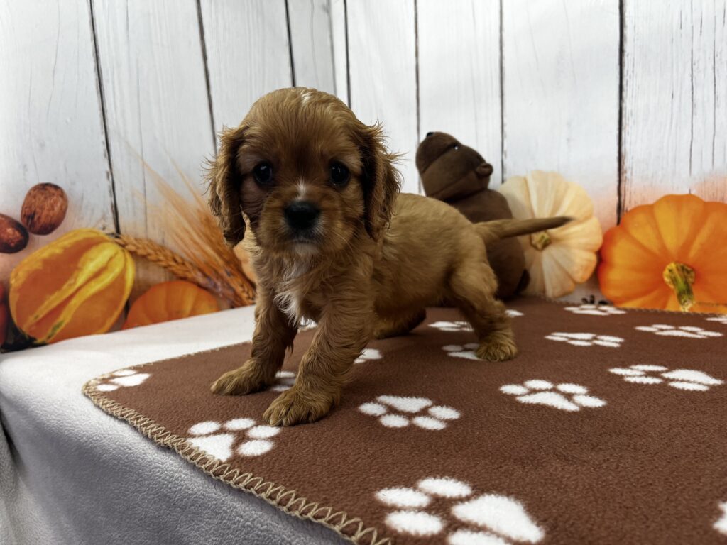 Pippa
