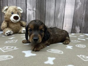 Miniature Dachshund puppy
