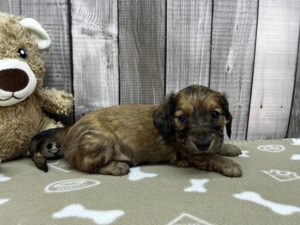 Miniature Dachshund puppy
