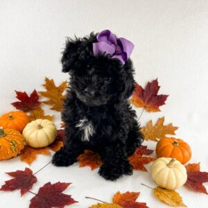 Sadie the black-and-white toy poodle puppy with purple bow posed among autumn leaves and mini pumpkins for sale