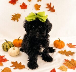 Havapoo puppy