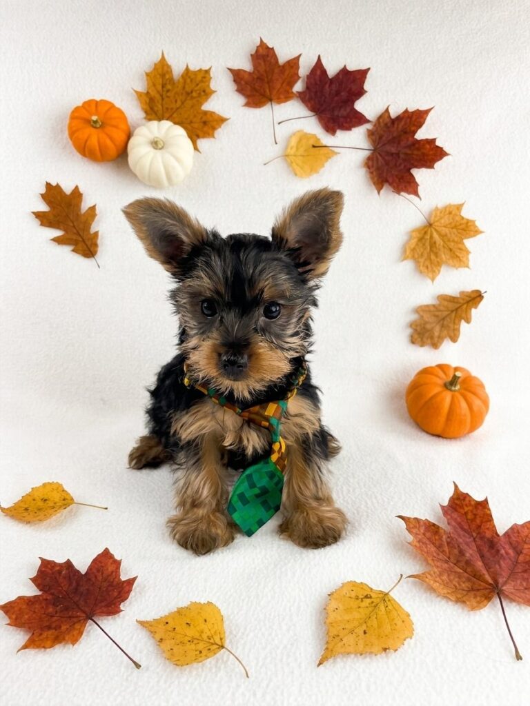 Yorkshire Terrier
