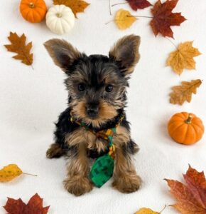 Happiness Is Pets Yorkshire Terrier puppy available
