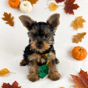 Tucker the black-and-tan Yorkshire Terrier puppy in a green plaid tie on a white backdrop with fall leaves and small pumpkins