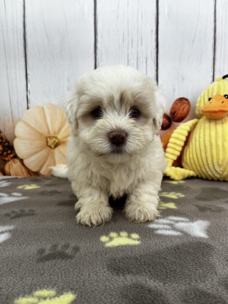 Vito