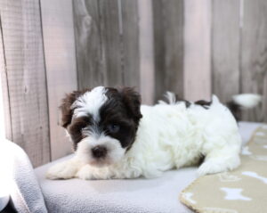 Havanese puppy