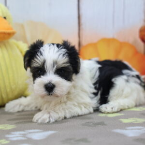 Adorable black-and-white Havanese puppy lying on a patterned blanket with plush yellow duck and pumpkin props for sale