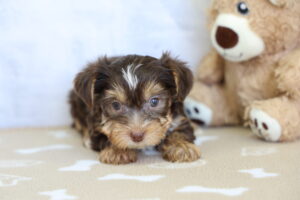 Yorkshire Terrier puppy
