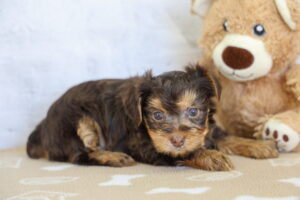 Yorkshire Terrier puppy