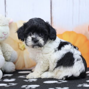 Black-and-white ShihPoo puppy "Starbucks" posed with a stuffed lamb at Happiness Is Pets Schererville, reserve now