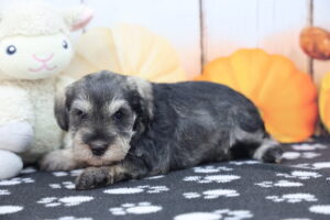 Miniature Schnauzer puppy