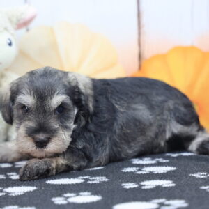 Cute gray Schnauzer puppy lying on patterned blanket with plush lamb and pumpkin props at Happiness Is Pets