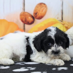 Black and white Shih Tzu puppy lying on a paw-print blanket with pumpkin props at Happiness Is Pets Indianapolis