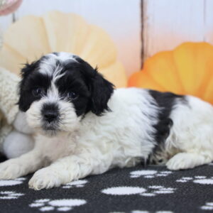 Black and white Beabull puppy lying on paw-print blanket next to plush lamb with orange pumpkin backdrop, Happiness Is Pets
