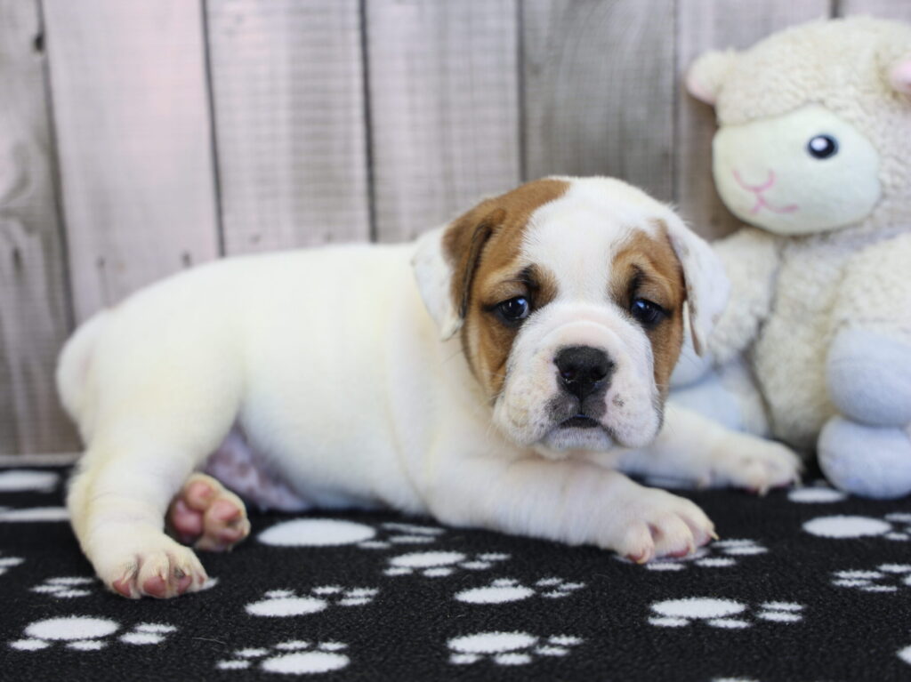 Gertie