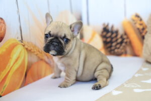 French Bulldog puppy