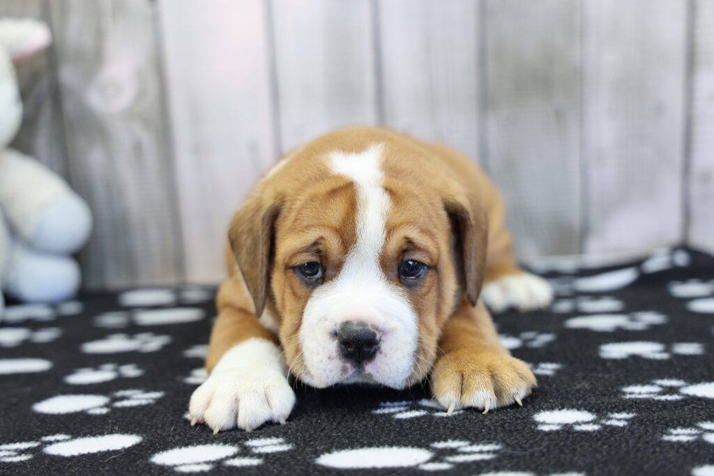 Wilbur