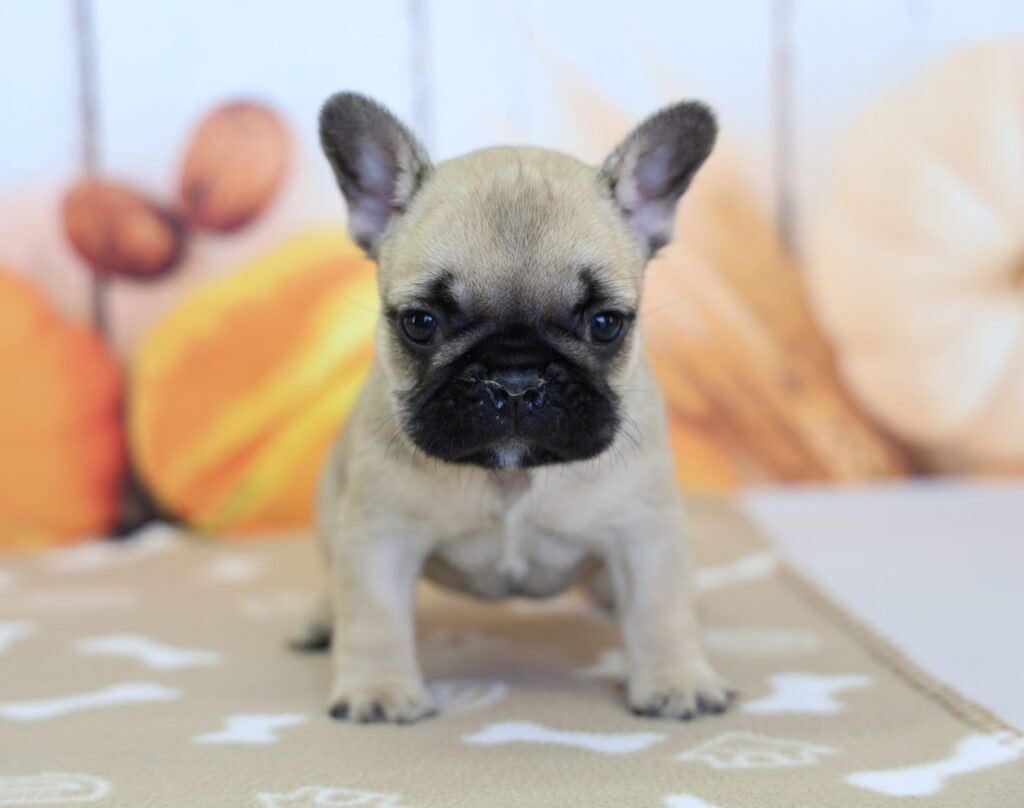 Piglet