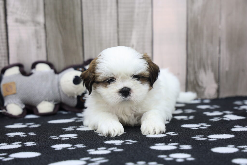 Widget