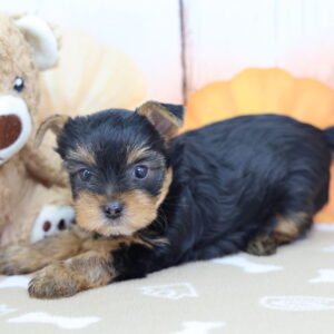 Yorkshire Terrier puppy Kobe at Happiness Is Pets Schererville posing with a plush bear on a star blanket, AKC registered