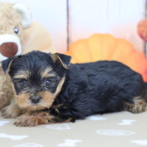 AKC-registered Yorkshire Terrier puppy Louie on blanket with teddy bear and autumn pumpkin backdrop, Happiness Is Pets