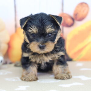 Black and tan AKC Yorkshire Terrier puppy Uno photographed at Happiness Is Pets Schererville with fall-themed background