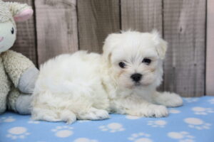 Maltese puppy