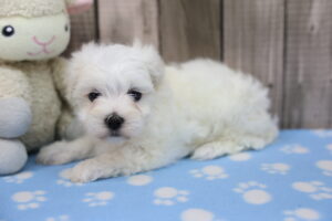 Maltese puppy
