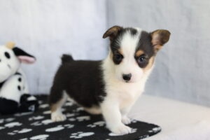 Pembroke Welsh Corgi puppy